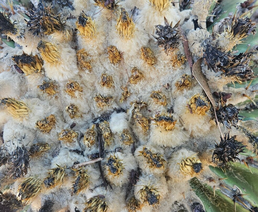 Bevans Black Opal & Cactus Nursery-Lightning Ridge必去景点