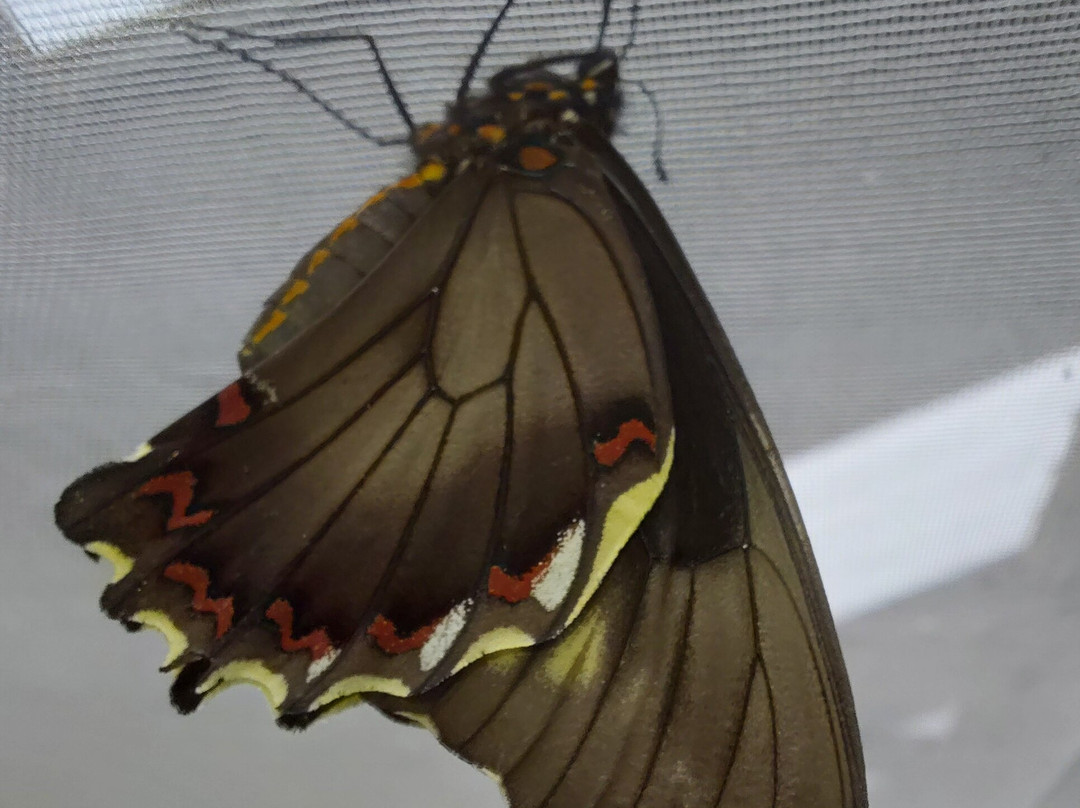 Butterfly World and Fountain World-Wootton必去景点