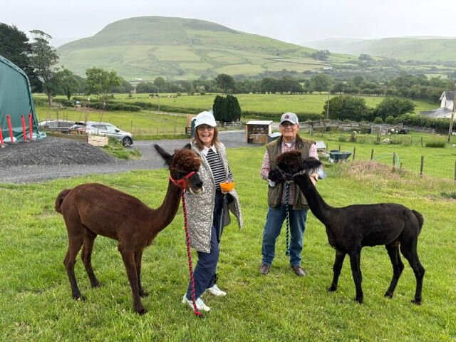 Antur Alpaca At Geufron Farm