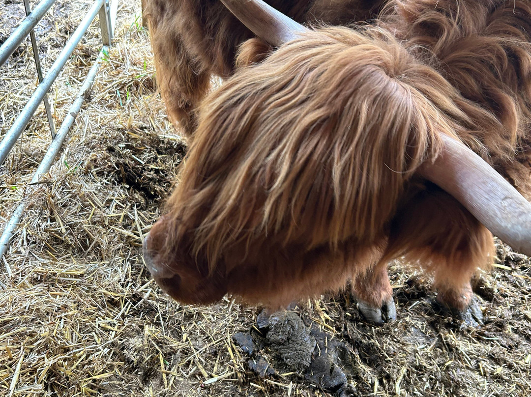 Quex Adventure Farm Park-Birchington必去景点
