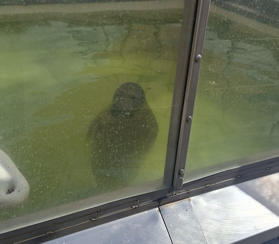 A Seal Zeehondenopvang en Expo Stellendam-Stellendam必去景点