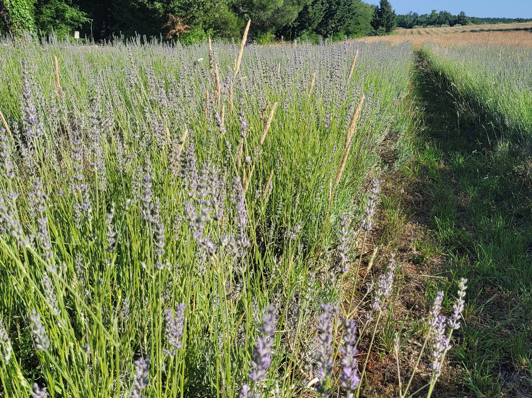 Lavanda Deklevi-Visnjan必去景点