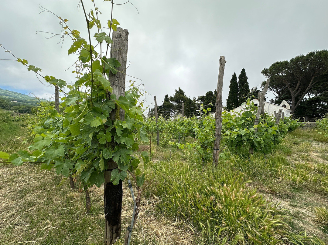 Vini Cenatiempo Ischia-伊斯基亚必去景点