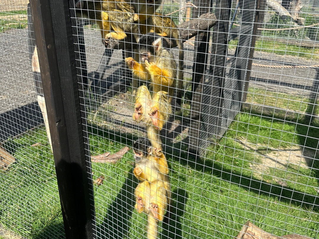 Ashlyns Wildlife Park-North Weald必去景点