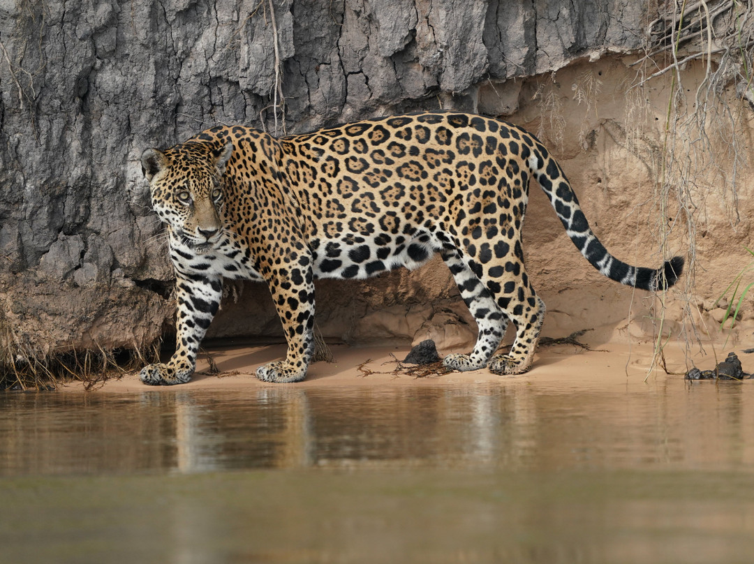 Wetland Jaguar Experience-波科内必去景点
