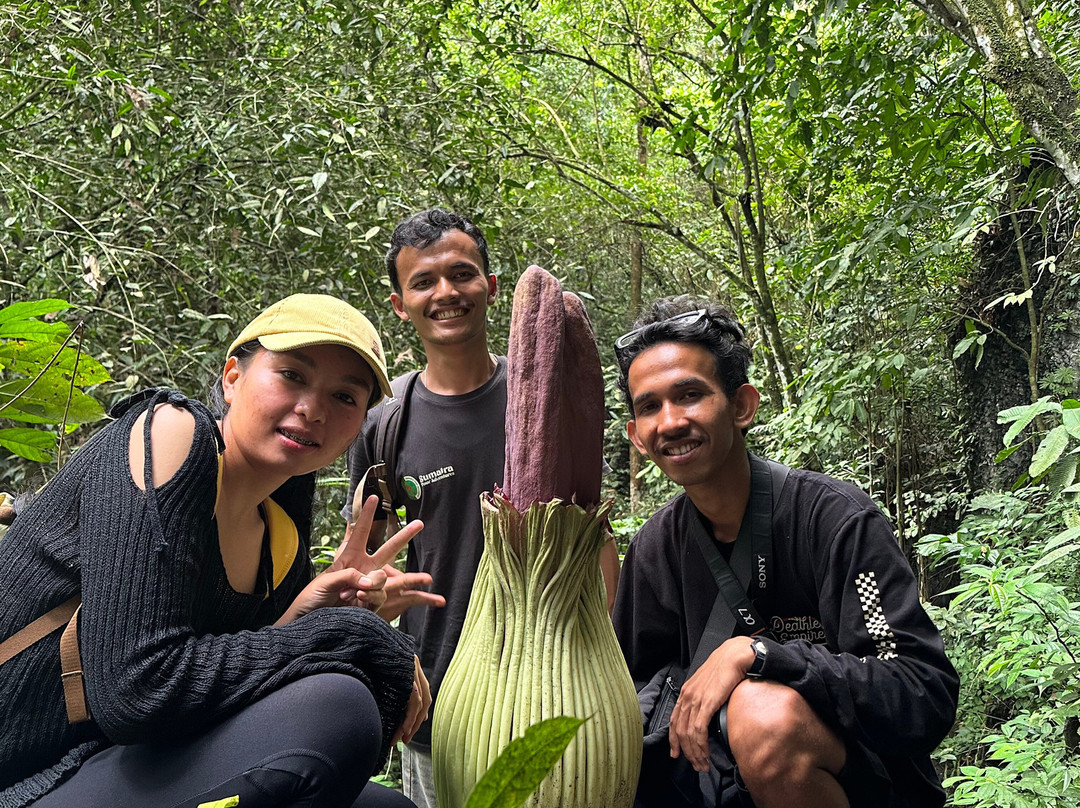 Sumatra Tour Adventures-武吉拉旺必去景点