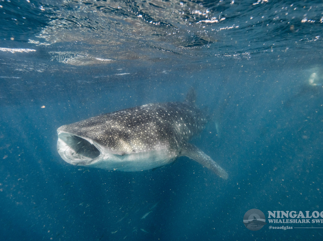 Ningaloo Whaleshark Swim-埃克斯茅斯必去景点