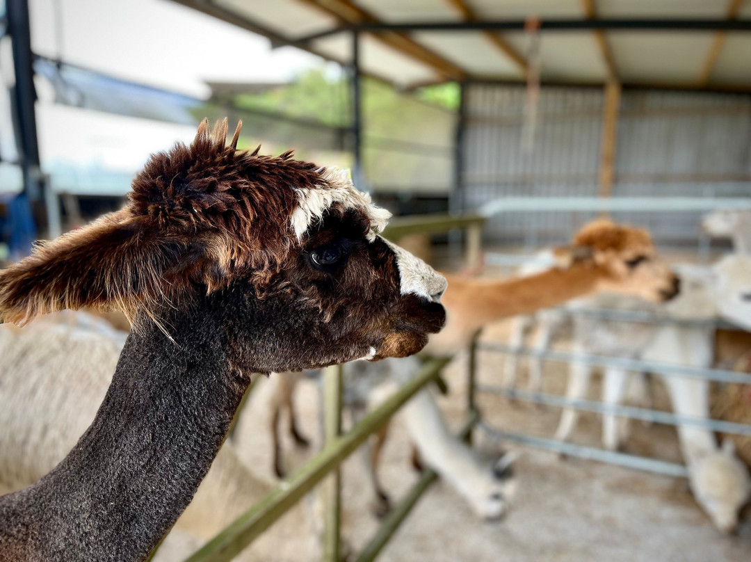 Seaside Alpacas West Cork