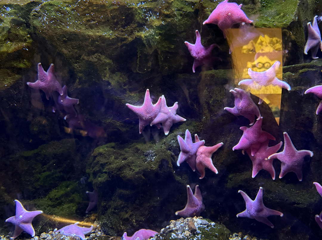 热那亚水族馆-热那亚必去景点