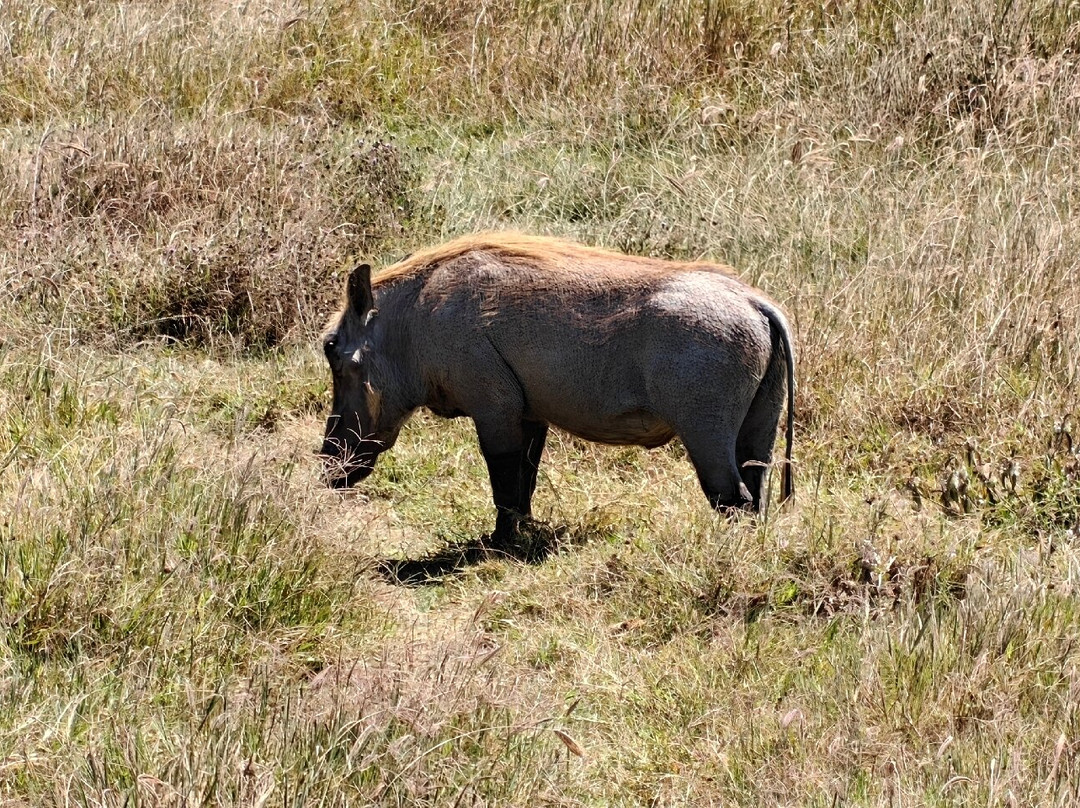 Ngorongoro Crater-恩戈罗恩戈罗保护区必去景点