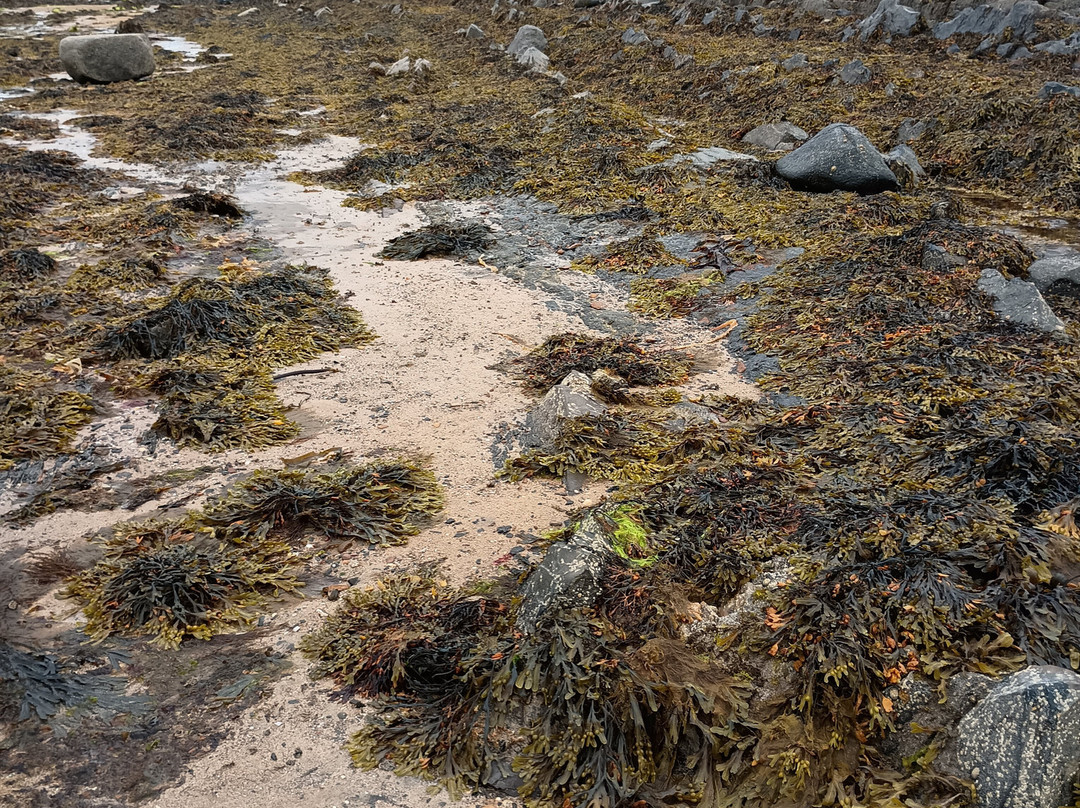 East Neuk Seaweed-St Monans必去景点