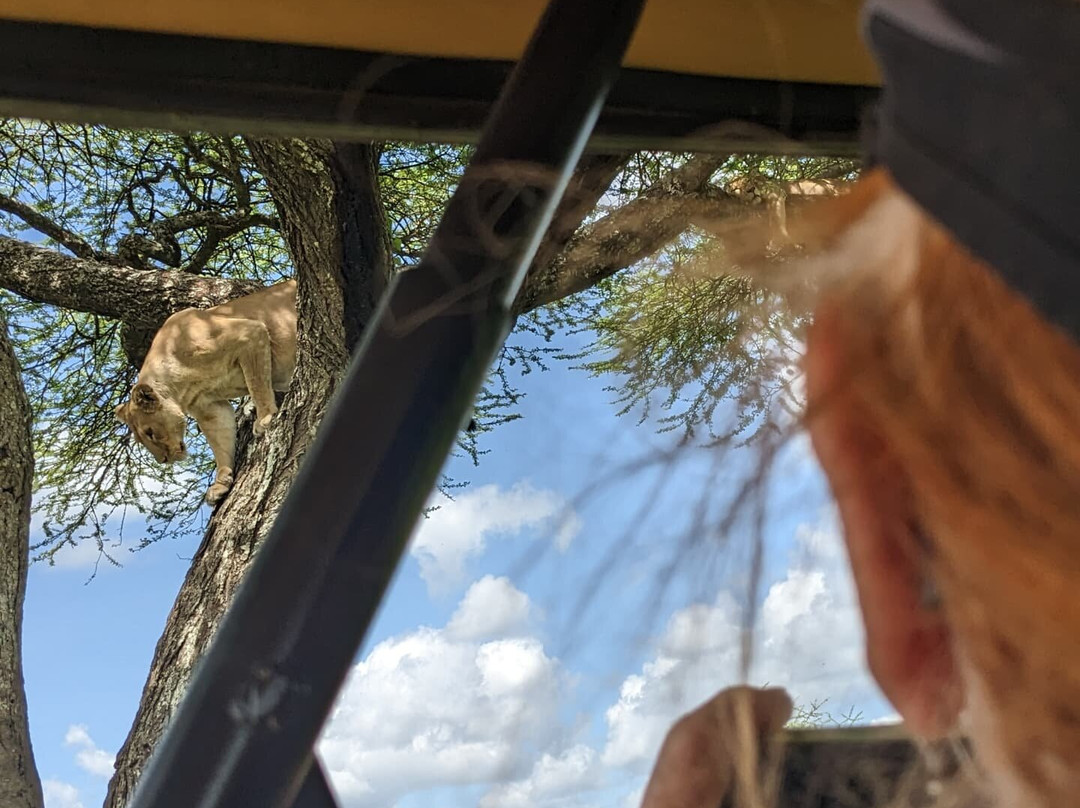 African Clay Safaris