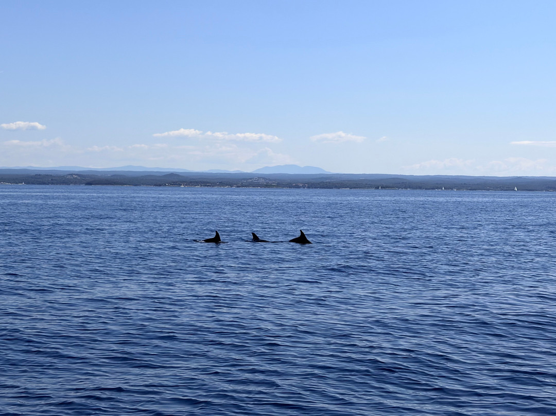 Dolphin Tours Istria-冯塔纳必去景点
