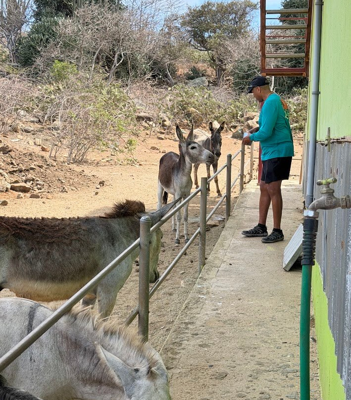 Donkey Sanctuary Aruba-Santa Cruz必去景点