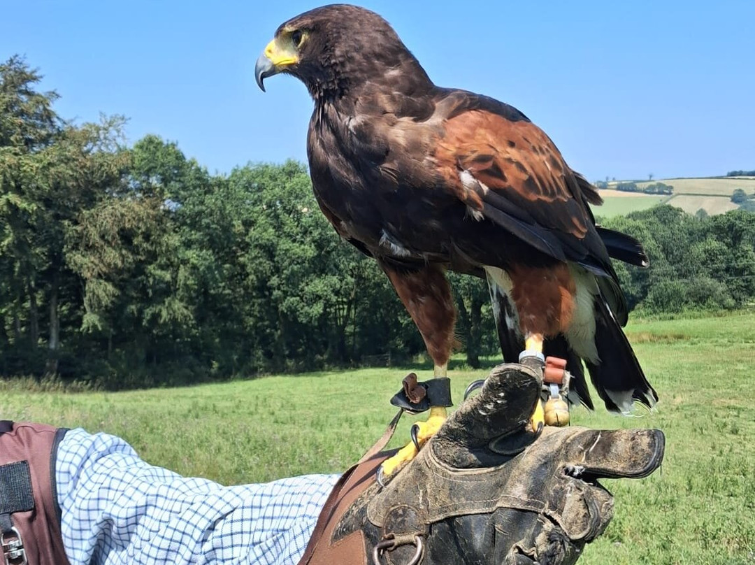 North Devon Hawk Walks-South Molton必去景点