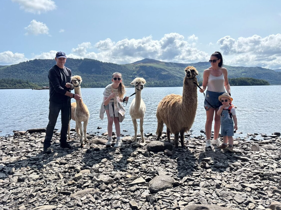 Alpacaly Ever After-Portinscale必去景点