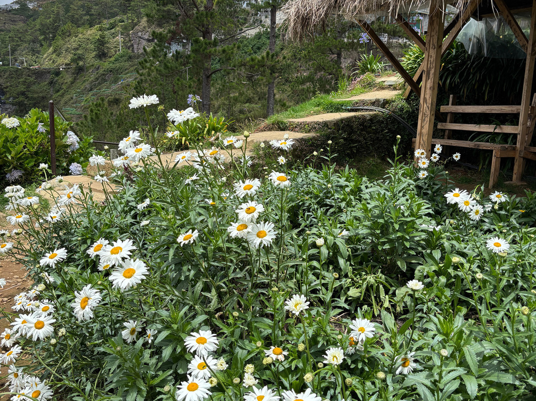 Northern Blossom Flower Farm-Atok必去景点