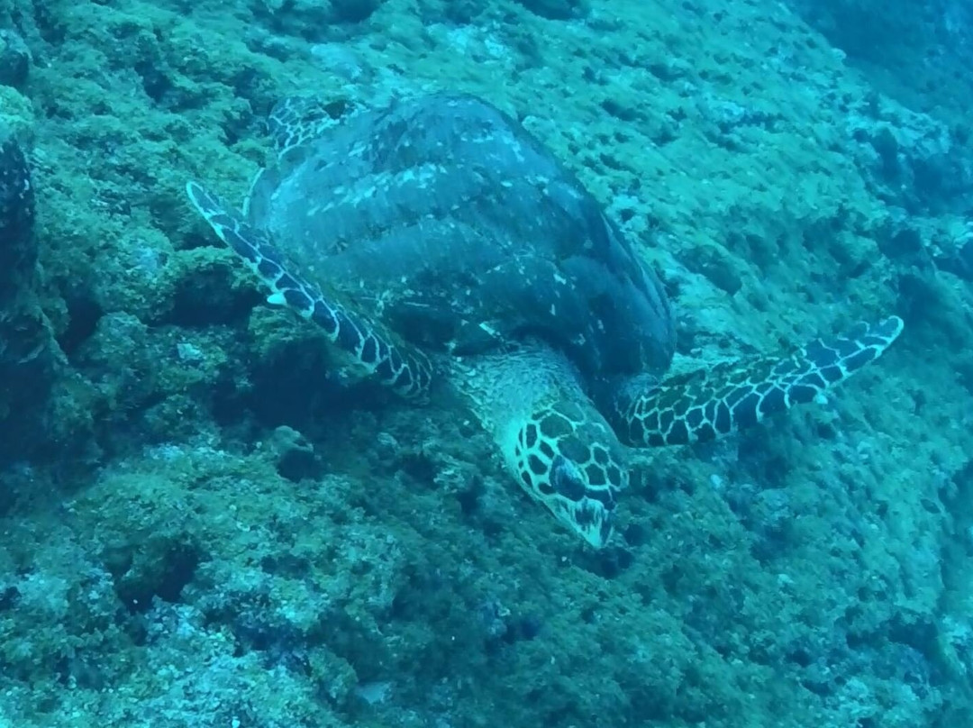 Crystal Divers Mauritius-Bain Boeuf必去景点