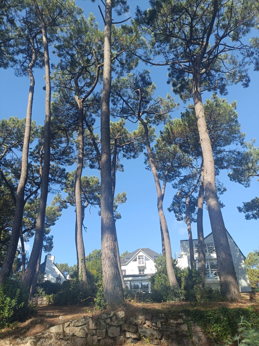 美丽天使别墅-旅行者