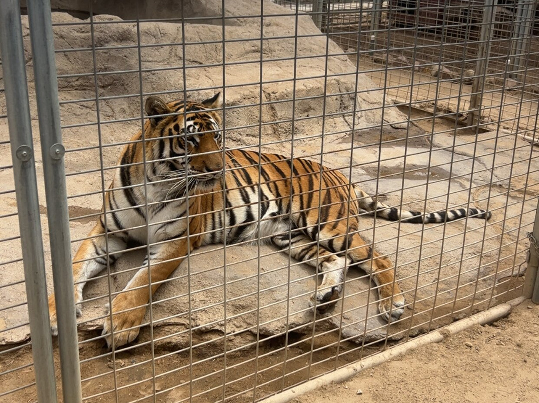 Forever Wild Exotic Animal Sanctuary-Phelan必去景点