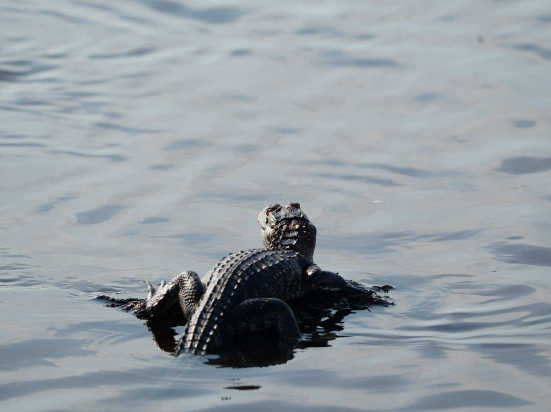 Airboat and Gator Charters-De Leon Springs必去景点