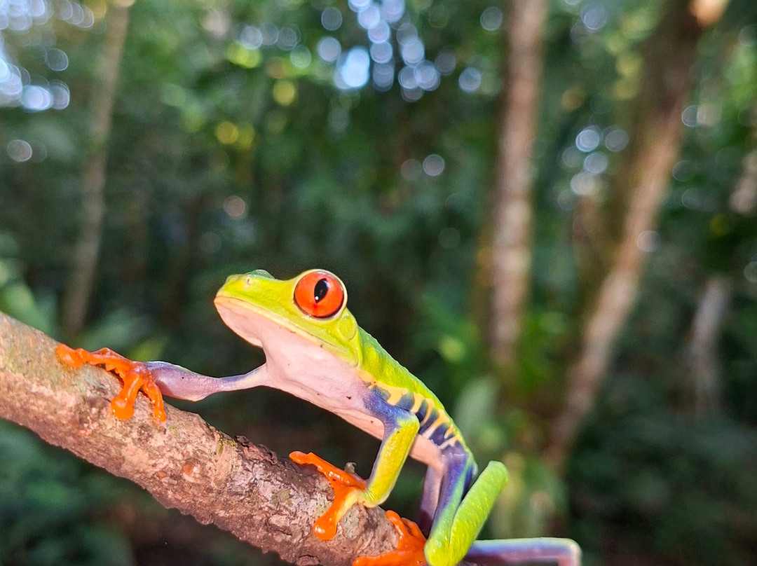 Frogs Heaven-Horquetas必去景点