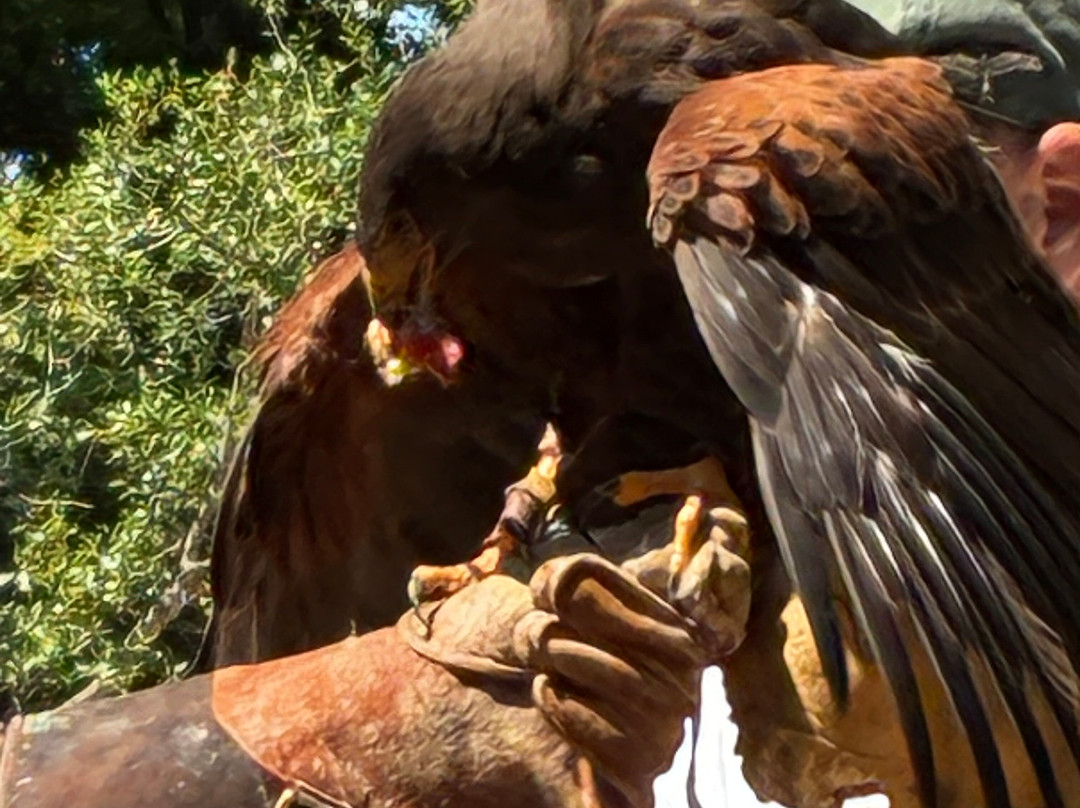 Sokolarski Raptor Centre-希贝尼克必去景点
