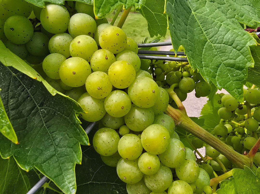 Reif Estate Winery-滨湖尼亚加拉必去景点