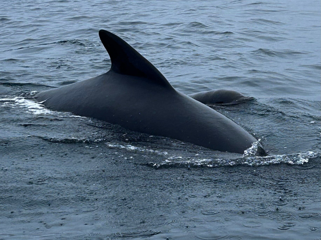 Oshan Whale Watch-Bay St. Lawrence必去景点