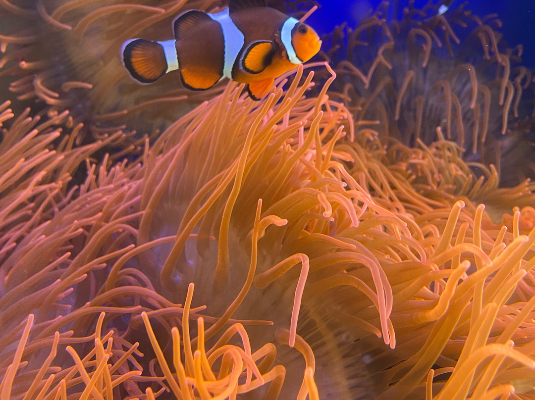 Acquario Cala Gonone-Dorgali必去景点