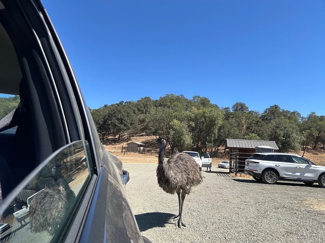 Wildlife Safari-Winston必去景点