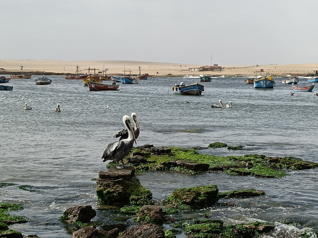 Paracas National Reserve-Ica Region必去景点