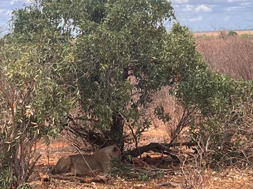 Tsavo Travel & Safaris-内罗毕必去景点