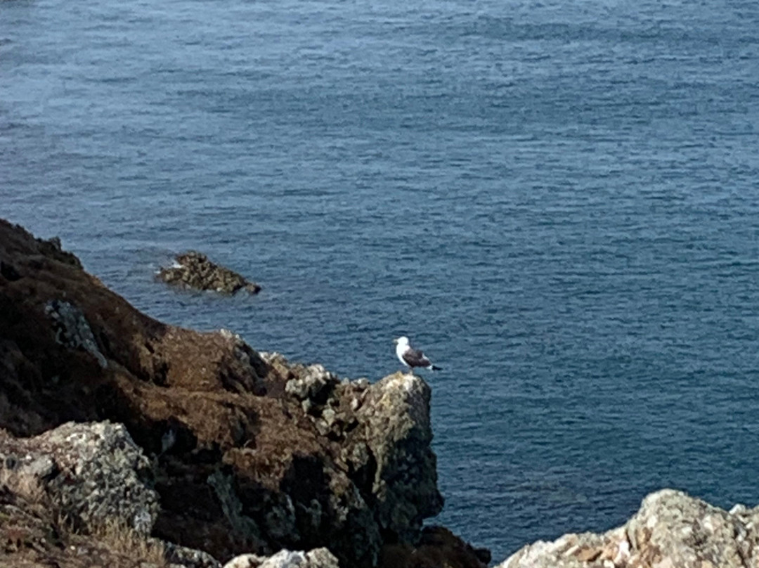 Pembrokeshire Islands Boat Trips-Marloes必去景点
