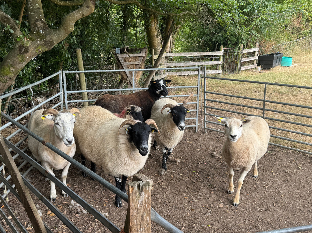 Kilkenny Sheepdog Experience-Thomastown必去景点