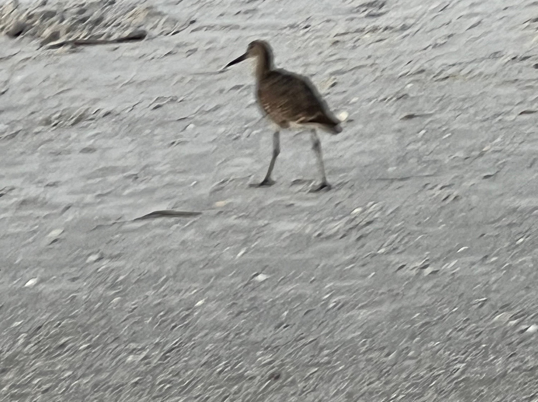 Pass-a-Grille Beach, Florida-圣彼得海滩必去景点