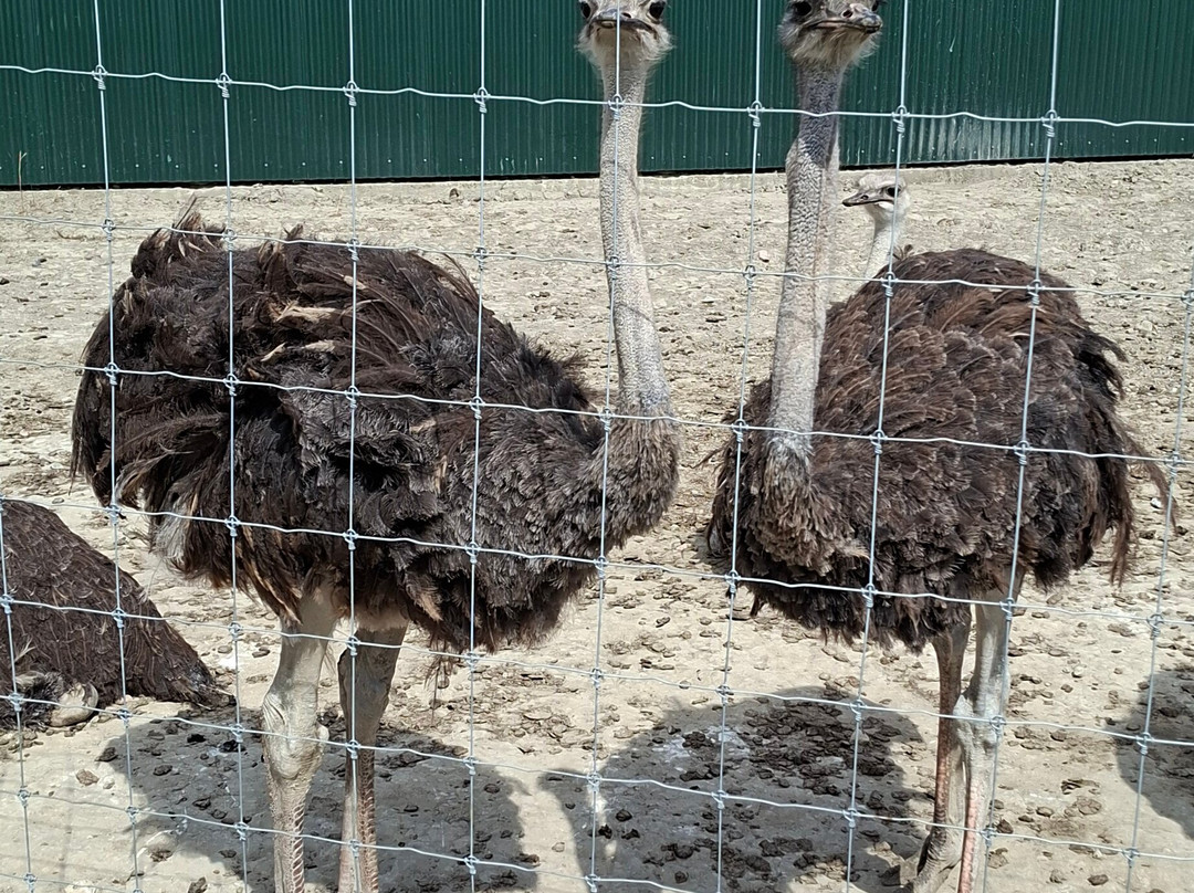 Struisvogelboerderij Monnikenwerve-斯勒伊斯必去景点