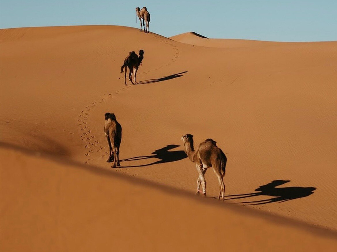 Excursion desert chegagag-Foum Zguid必去景点