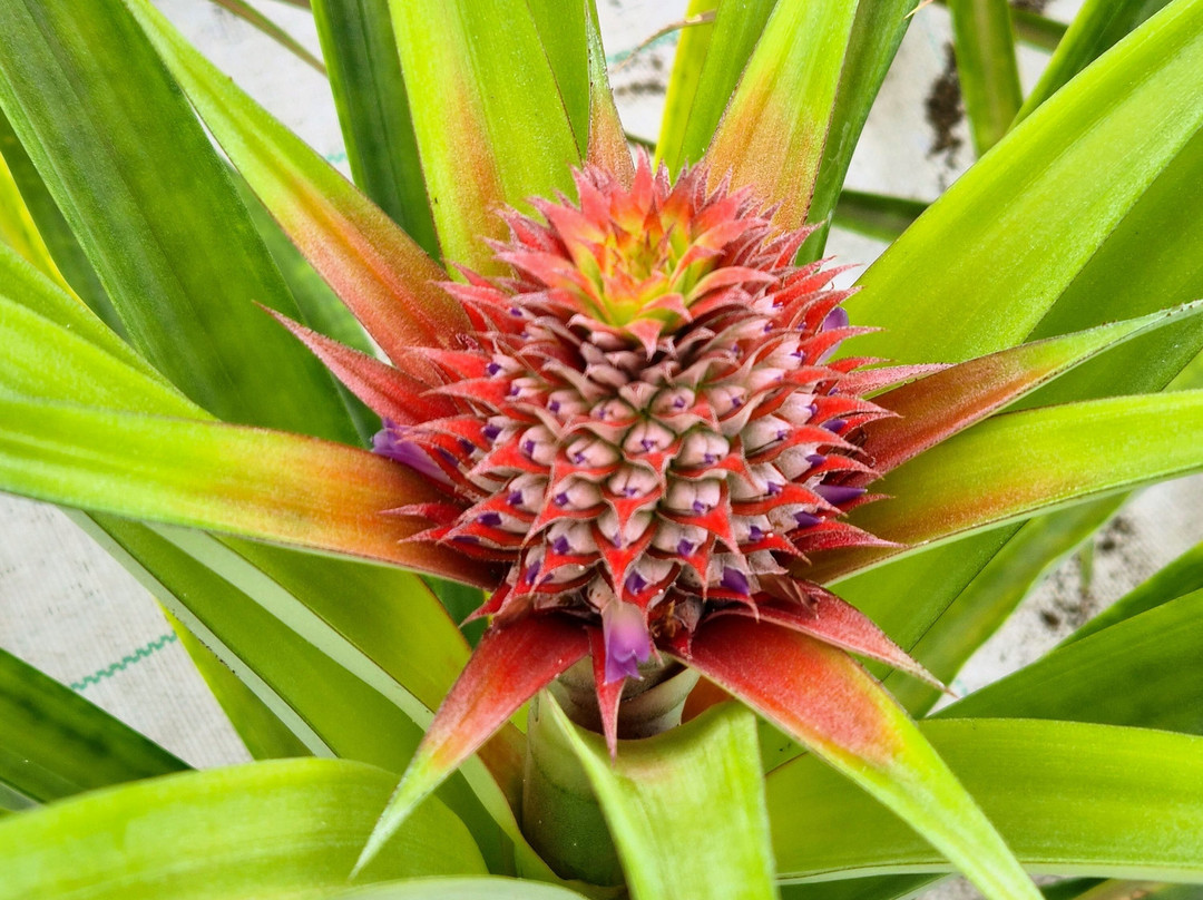 Plantação de Ananás dos Açores-蓬塔德尔加达必去景点