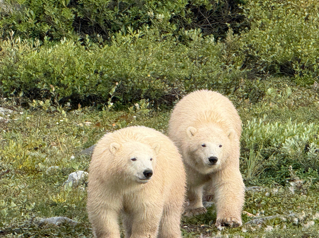 Lazy Bear Lodge主图
