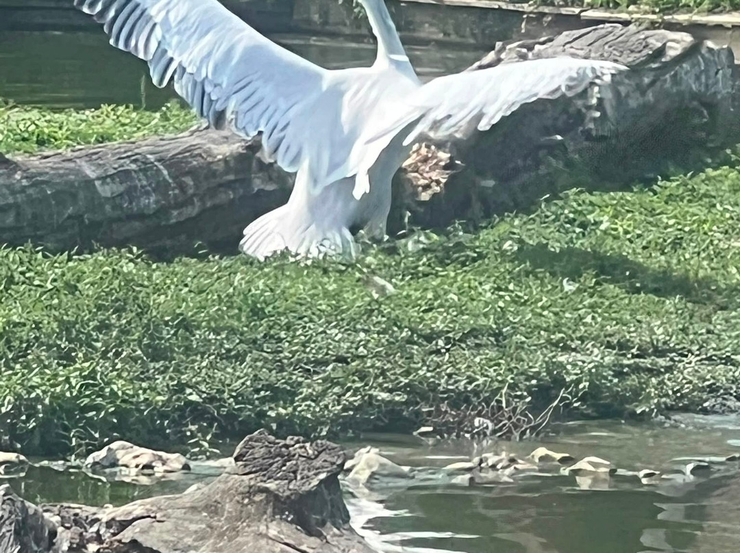 WWT Arundel Wetland Centre-阿伦德尔必去景点