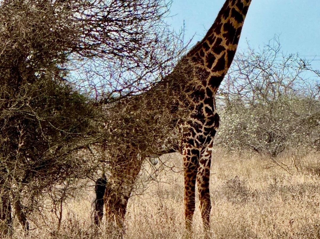 Perfect Safaris Africa-内罗毕必去景点