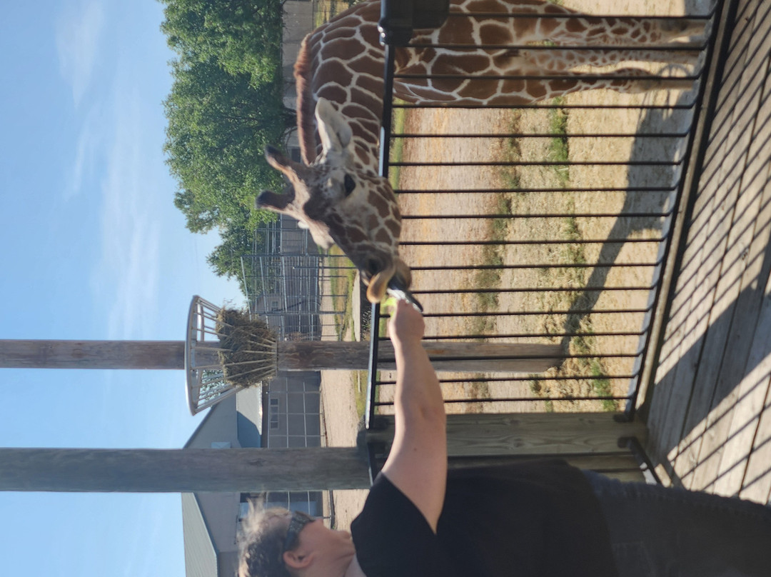 Tanganyika Wildlife Park-Goddard必去景点