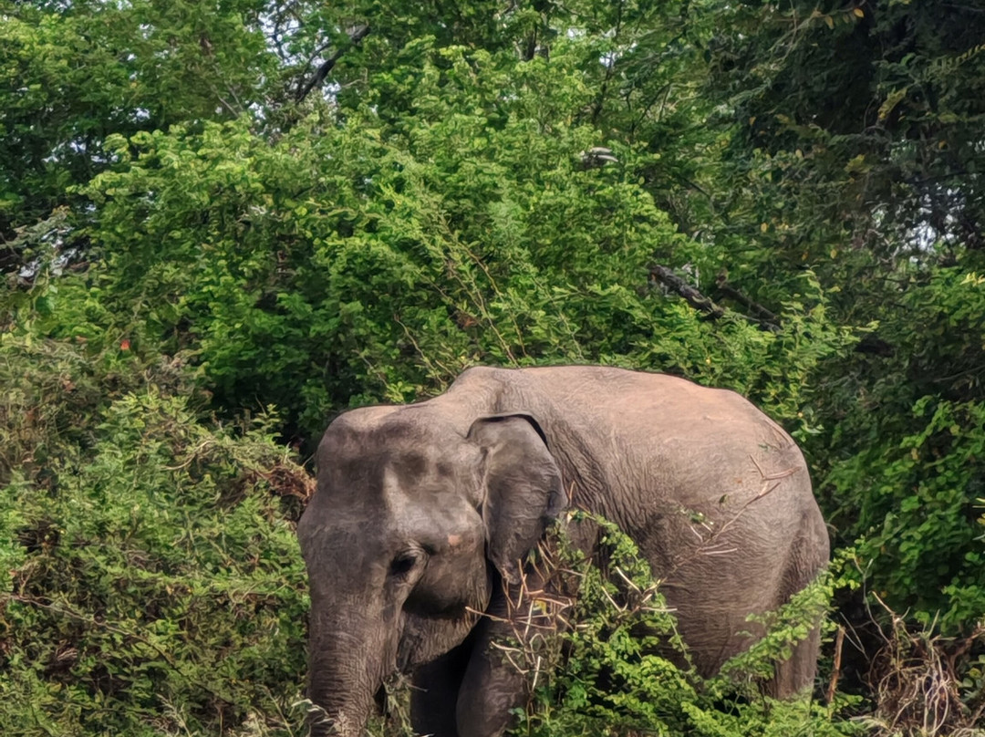 Travelers Choice To Ceylon-科伦坡必去景点