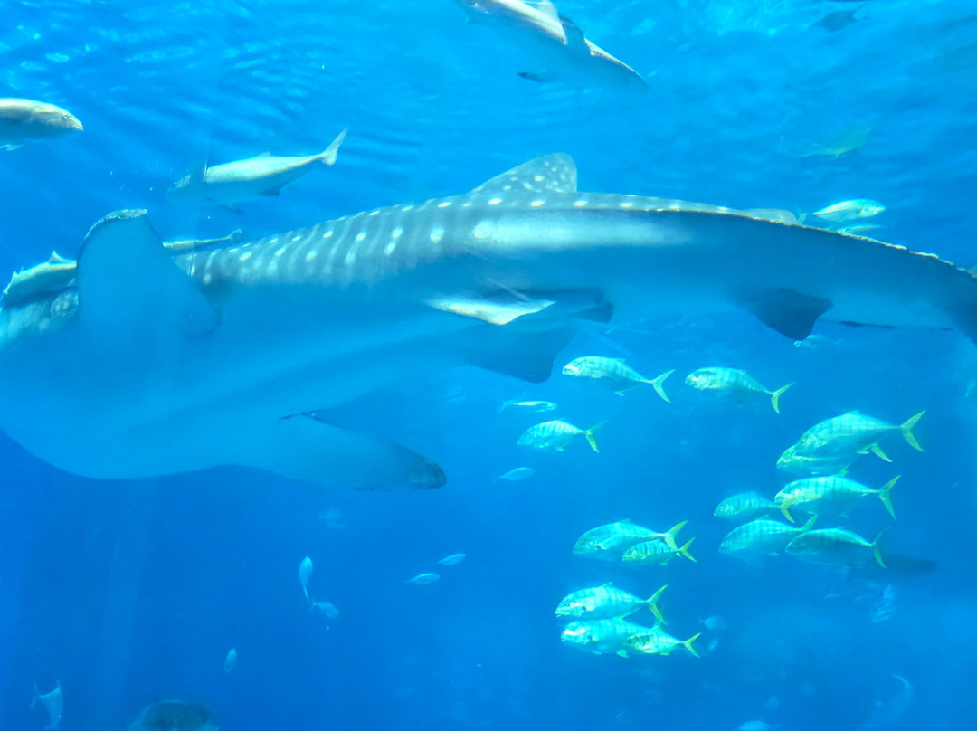 冲绳美之海水族馆-本部町必去景点