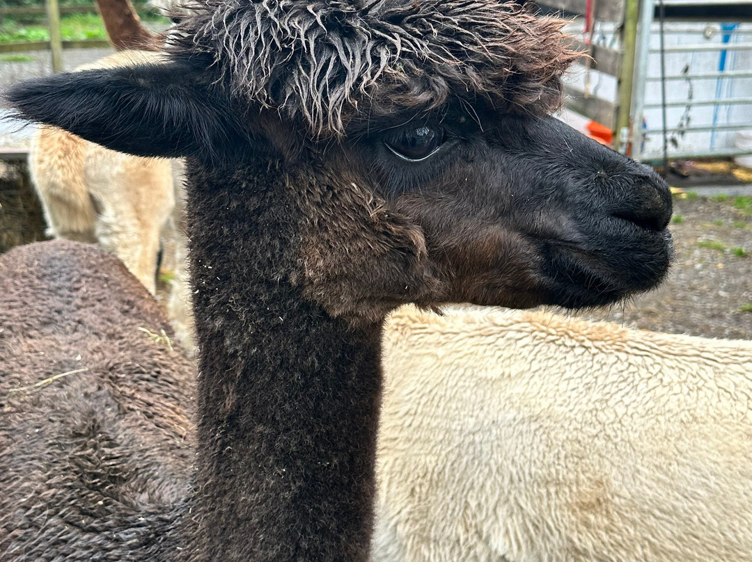 Snowdonia Alpacas-Gellilydan必去景点