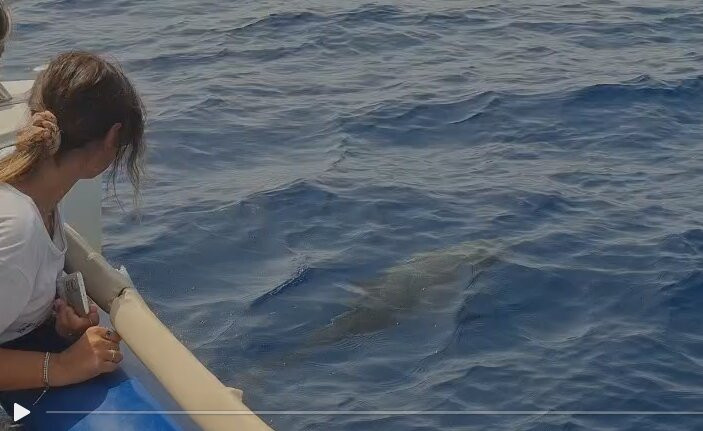 Jonian Dolphin Conservation-塔兰托必去景点