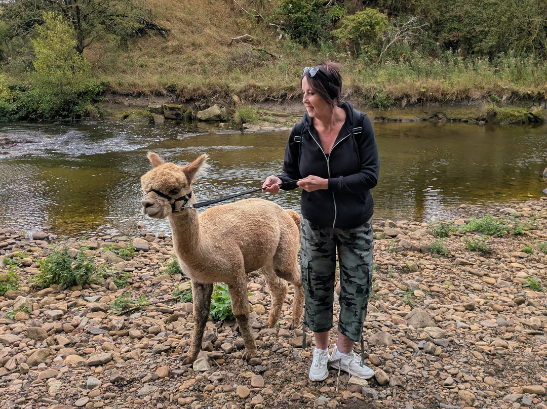 Teesdale Alpacas (Open by Appointment Only)-Barnard Castle必去景点