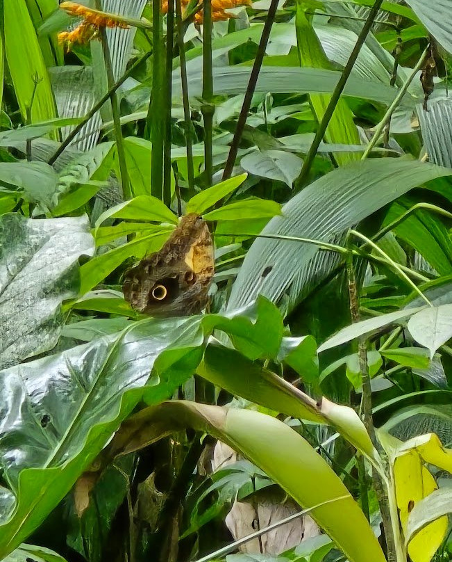 Jardin Botanico Lankester-Cartago必去景点