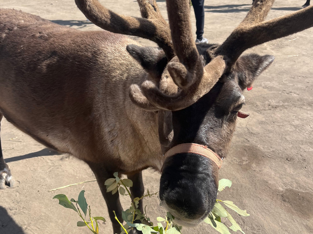 Leavenworth Reindeer Farm-莱文沃思必去景点